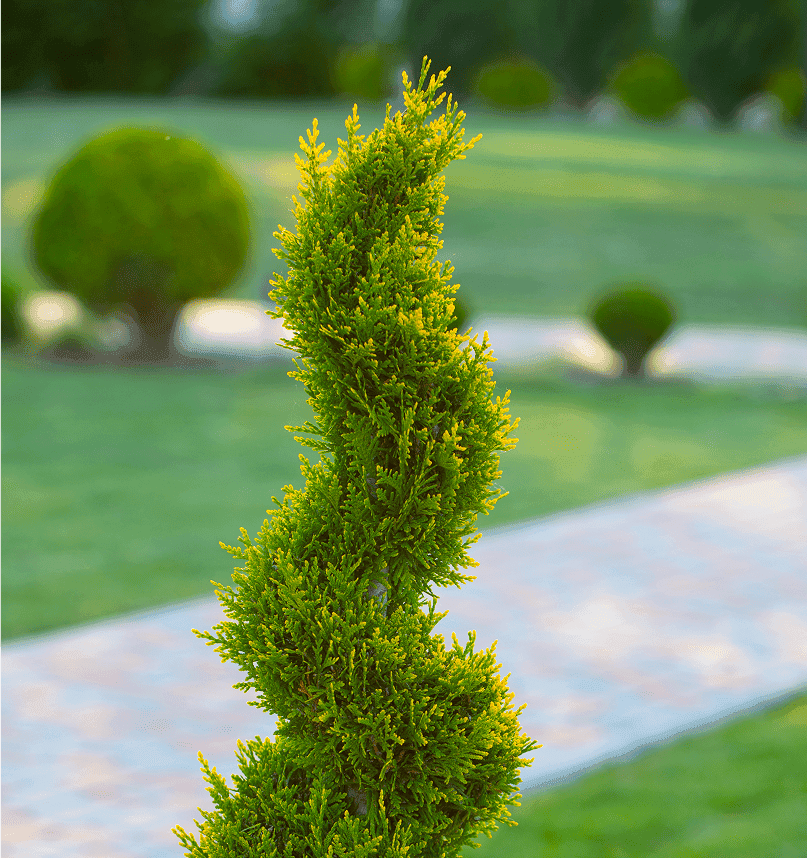 Spiral-trimmed golden cedar topiary beside a manicured lawn